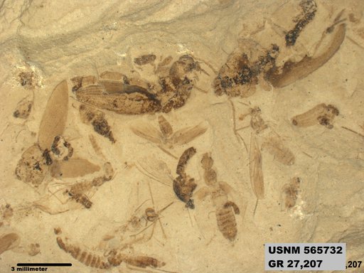 Genus sp