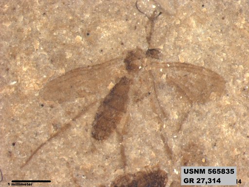 Genus sp