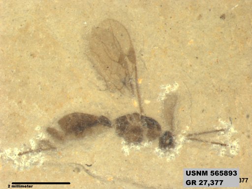 Insecta
