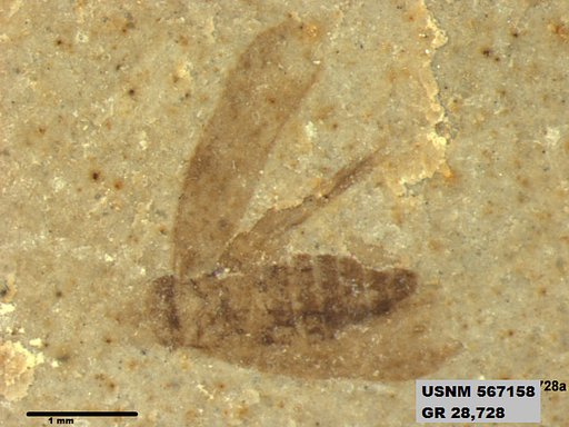 Genus sp