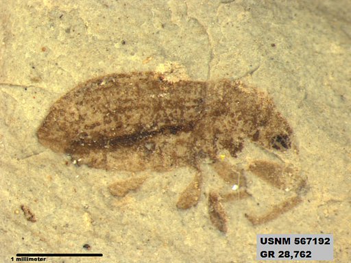 Insecta