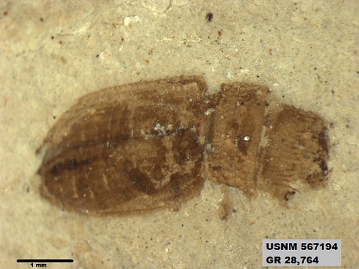 Insecta