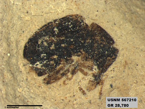 Insecta