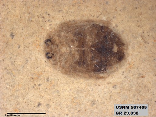 Insecta