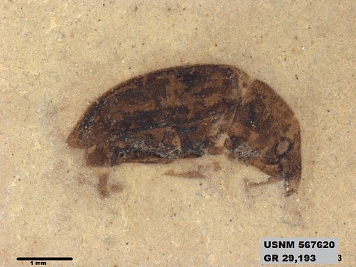 Insecta