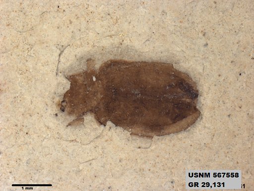 Insecta