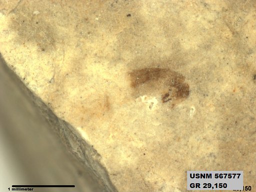 Insecta