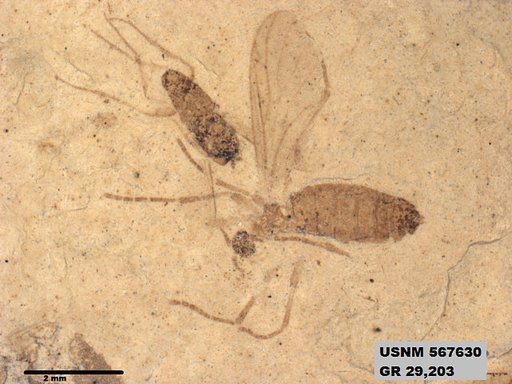 Insecta