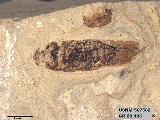 Genus sp