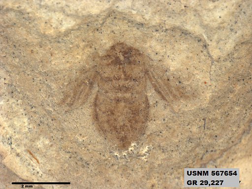 Genus sp