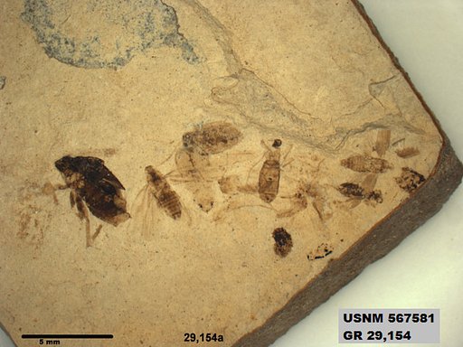 Genus sp
