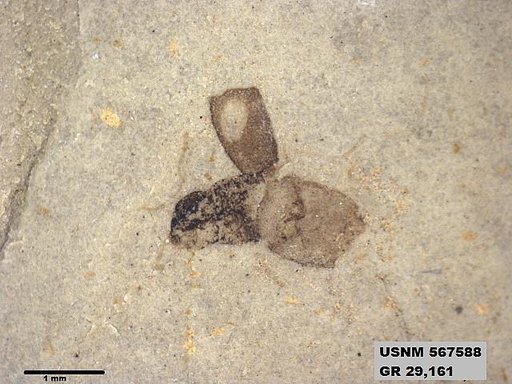 Insecta