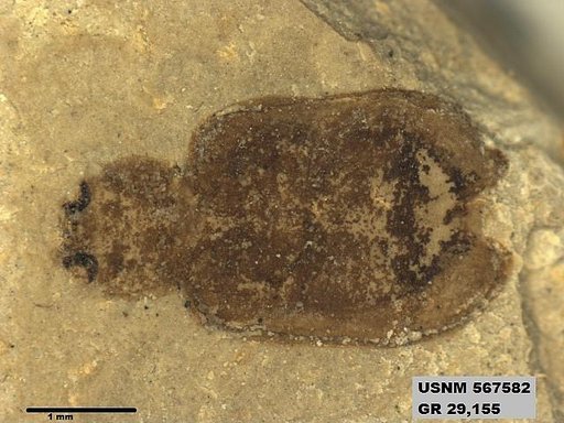 Insecta