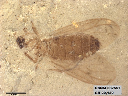 Insecta