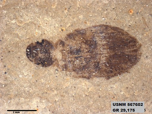 Insecta