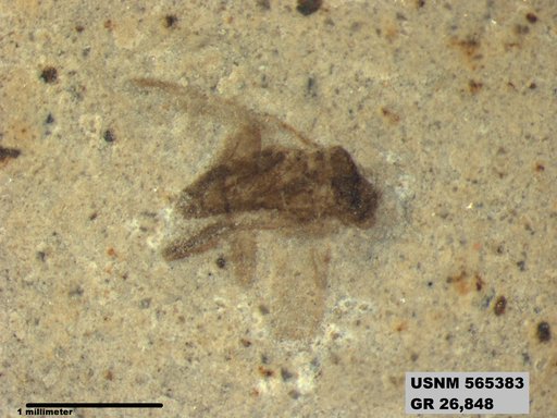 Insecta