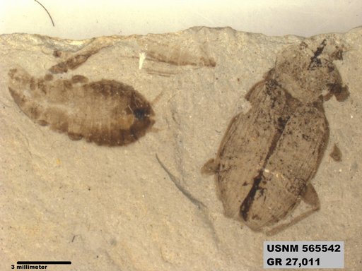 Genus sp