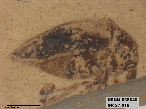 Eogryllus unicolor