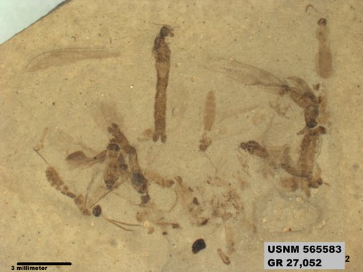 Genus sp