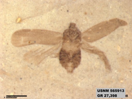 Genus sp