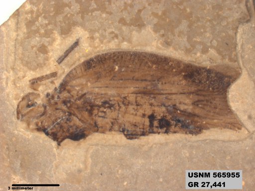 Genus sp