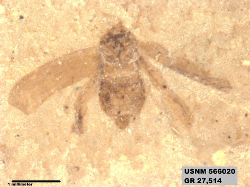 Genus sp