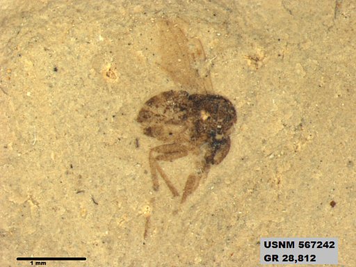 Insecta