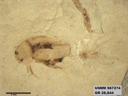 Insecta