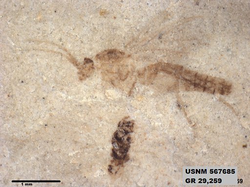 Insecta