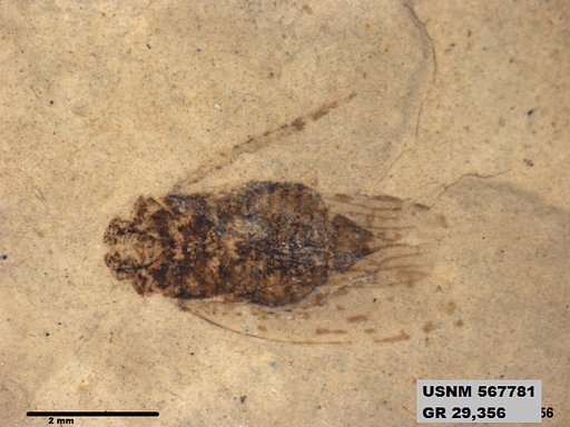 Genus sp