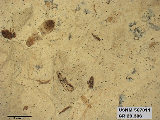 Insecta