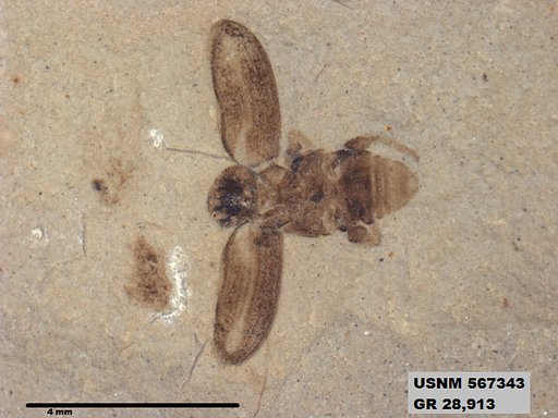 Insecta