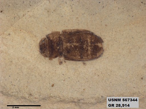 Insecta