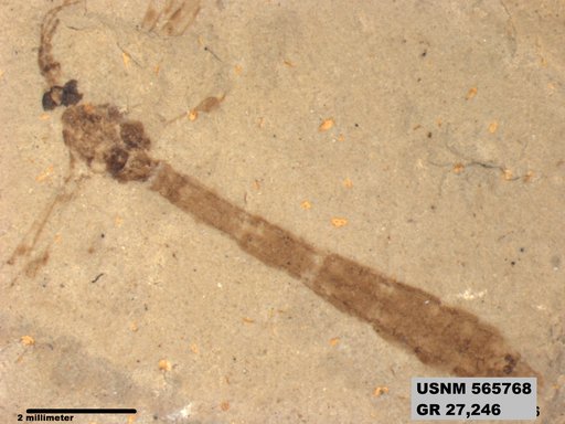 Genus sp