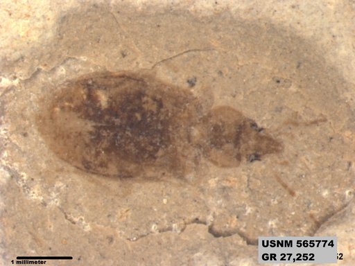 Insecta