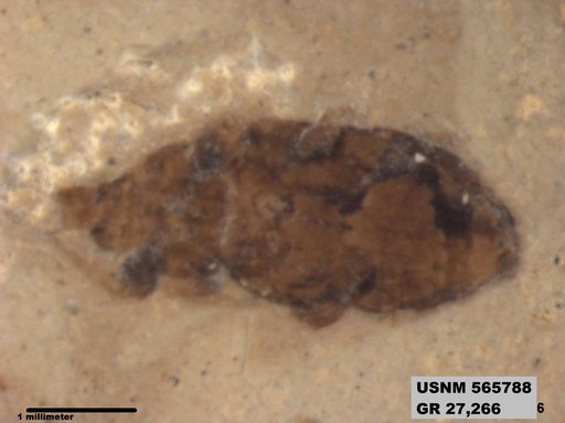 Insecta