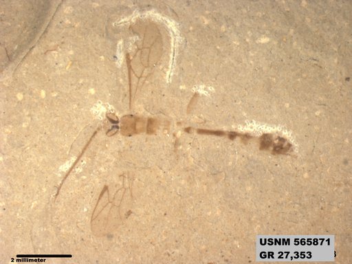 Insecta