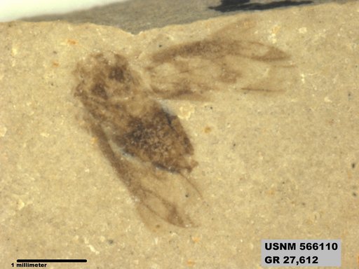Genus sp