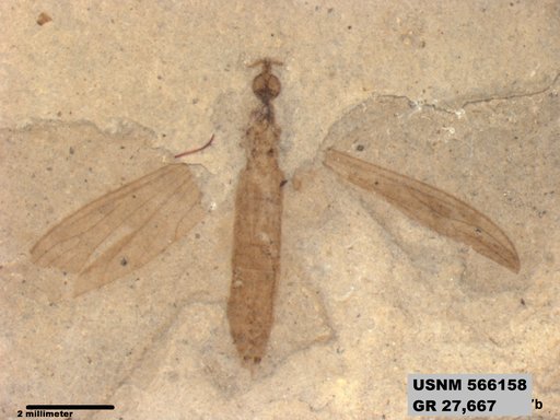 Insecta