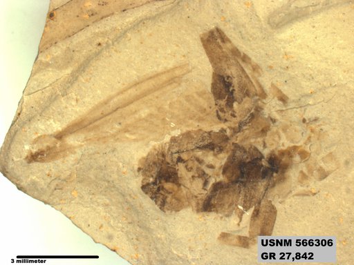 Genus sp