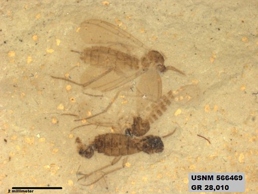 Insecta