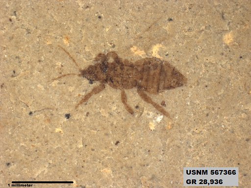 Insecta