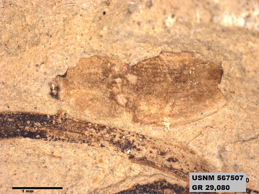 Genus sp
