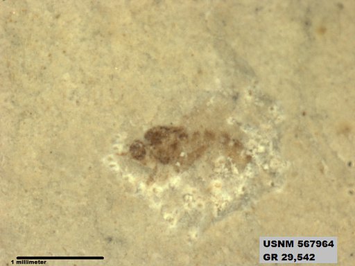 Insecta