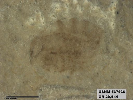 Insecta