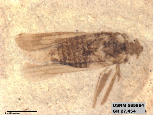 Genus sp