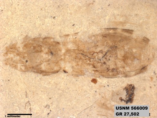 Genus sp