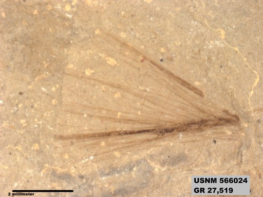 Genus sp