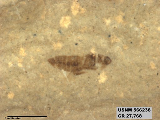 Genus sp