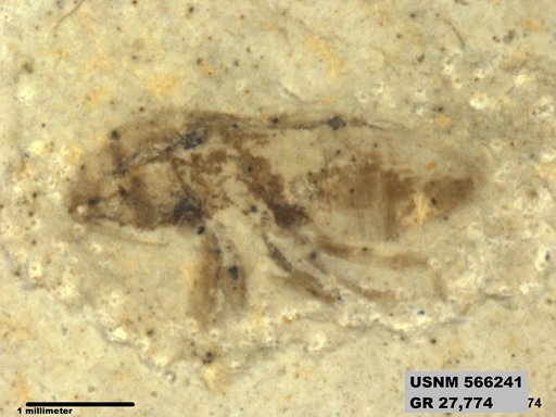 Genus sp